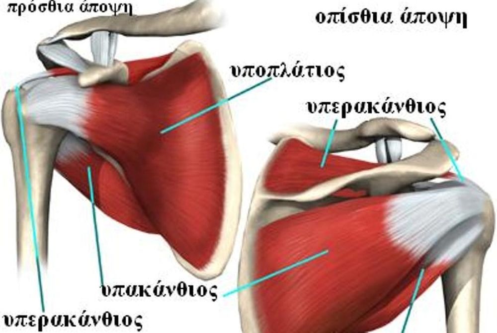 Ρήξη των στροφέων μυών του ώμου - Onsports.gr diagram of rotator cuff tear 