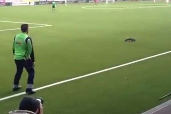 Ελβετία: Ρακούν εισέβαλε στο Τουν – Ζυρίχη! (video)